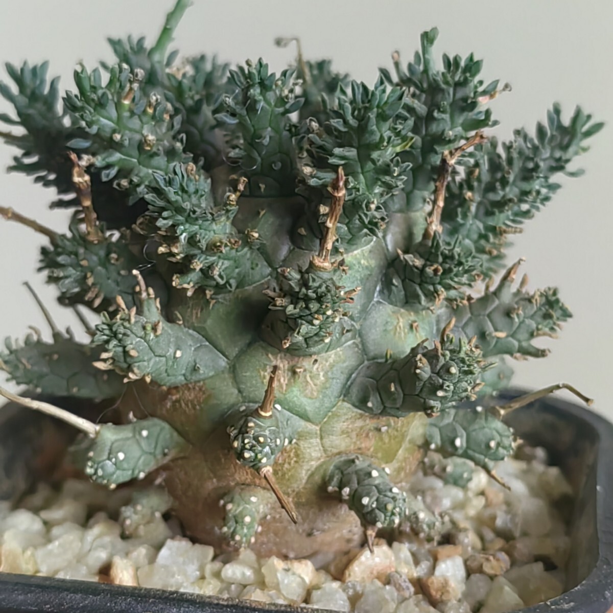 2190.特選 貴重植物 珍奇植物 ユーフォルビア デセプタ/Euphorbia decepta/希少株 