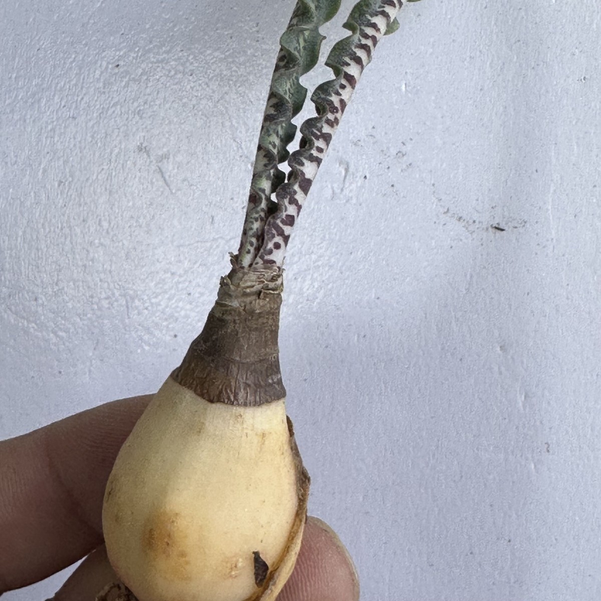 2194..珍奇植物 Haemanthus crispus s of Langklip mtn， sw of Garies 特選 超希少株