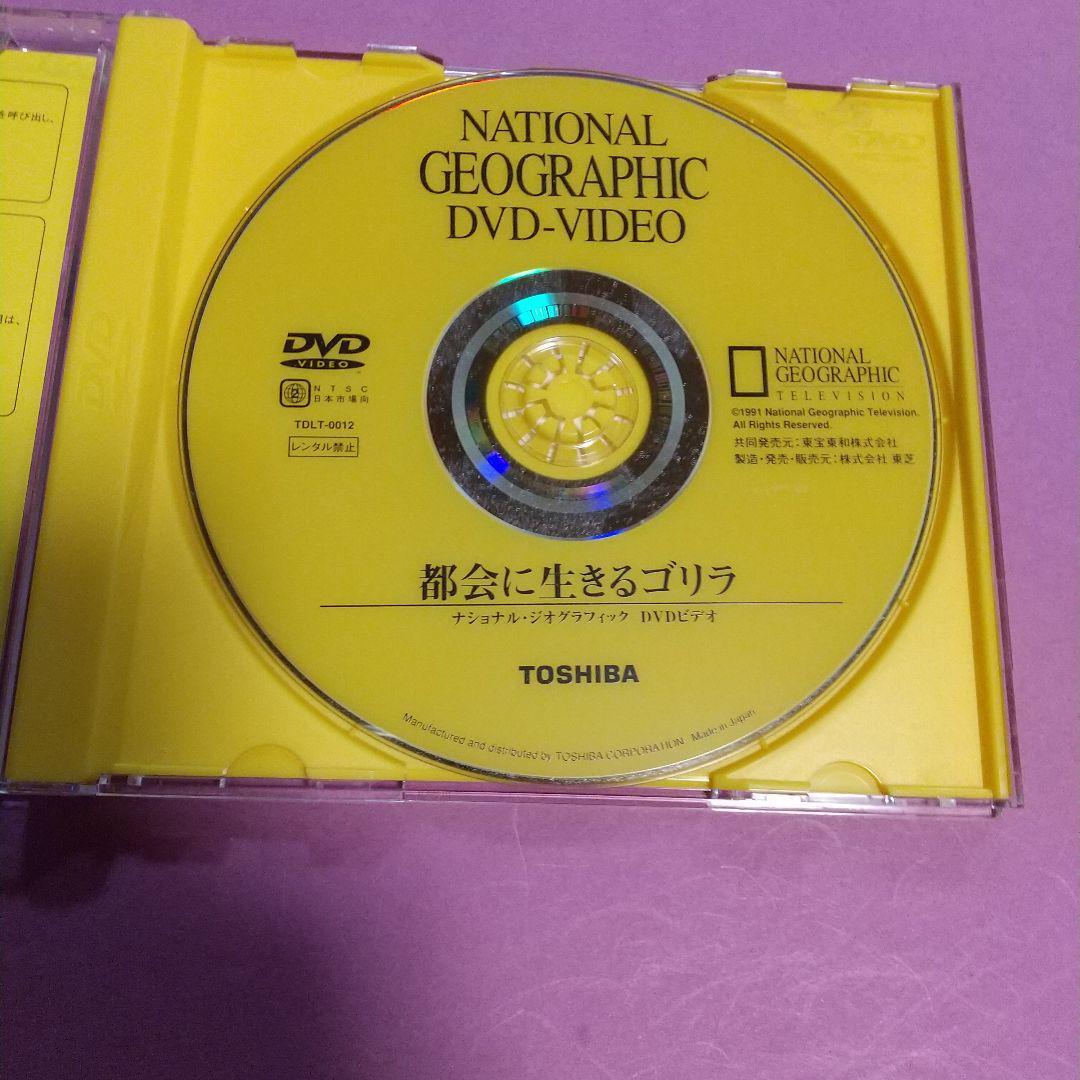  documentary DVD[ National * geo graphic capital .. raw .. Gorilla ] TDLT-0012