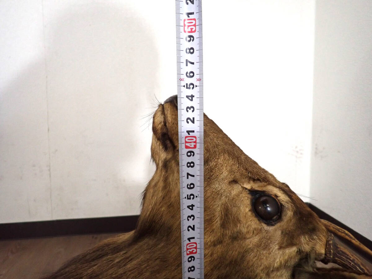 中古 鹿 頭部 剥製 日本剥製師協会 W31×D44×H83cm 昭和51年 シカ 中古 鹿 頭部 剥製 日本剥製師協会 W31×D44×H83cm 昭和51年 シカ