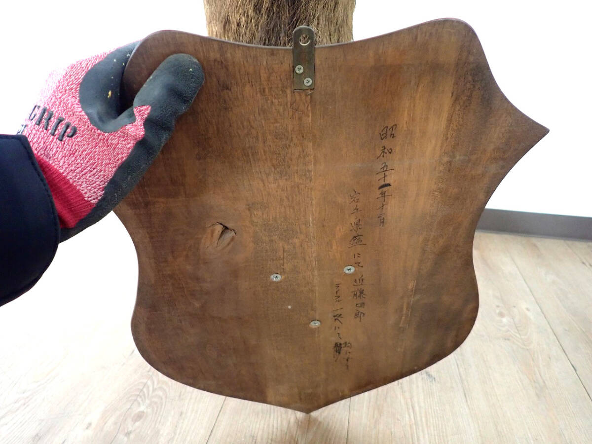 中古 鹿 頭部 剥製 日本剥製師協会 W31×D44×H83cm 昭和51年 シカ 中古 鹿 頭部 剥製 日本剥製師協会 W31×D44×H83cm 昭和51年 シカ