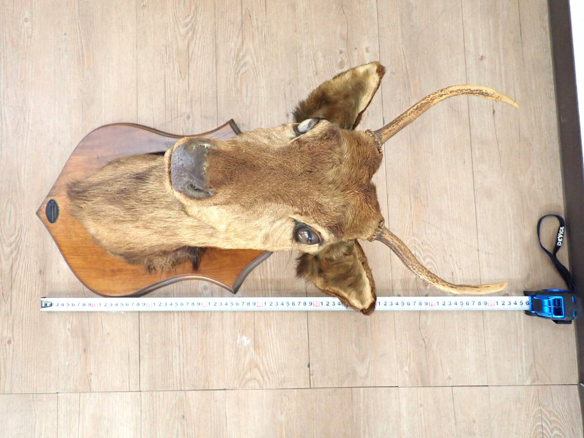 中古 鹿 頭部 剥製 日本剥製師協会 W31×D44×H83cm 昭和51年 シカ 中古 鹿 頭部 剥製 日本剥製師協会 W31×D44×H83cm 昭和51年 シカ