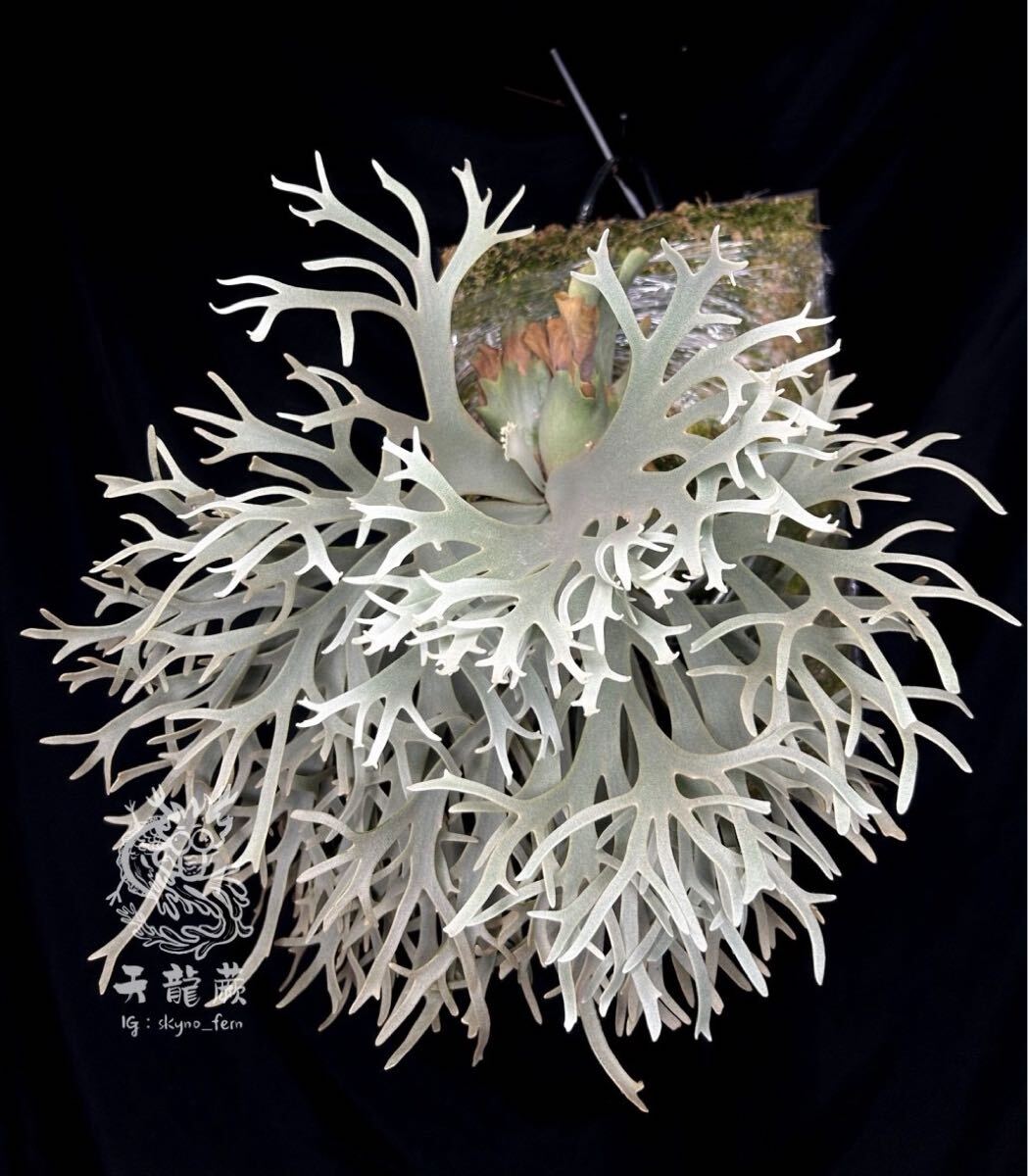Yahoo!オークション - 【Blue Queen Dwarf】P. willinckii Yahoo!オークション - 【Blue Queen Dwarf】P. willinckii