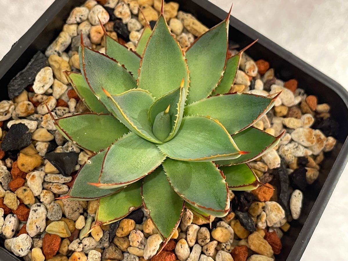 一番の贈り物 Agave 瀧雷×紫之君 Purple ハイブリッド アガベ hybrid アガベ