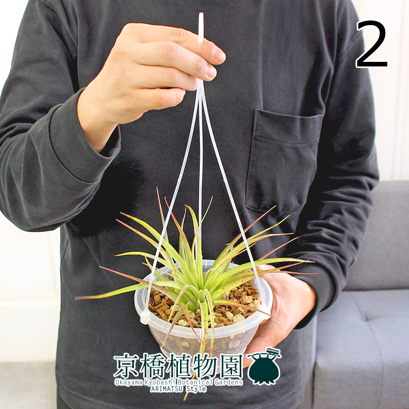 【現(xiàn)品】エアプランツ チランジア?カピタータ?レッド 5號 クリアポット 吊り下げ（2）Tillandsia capitata’Red’