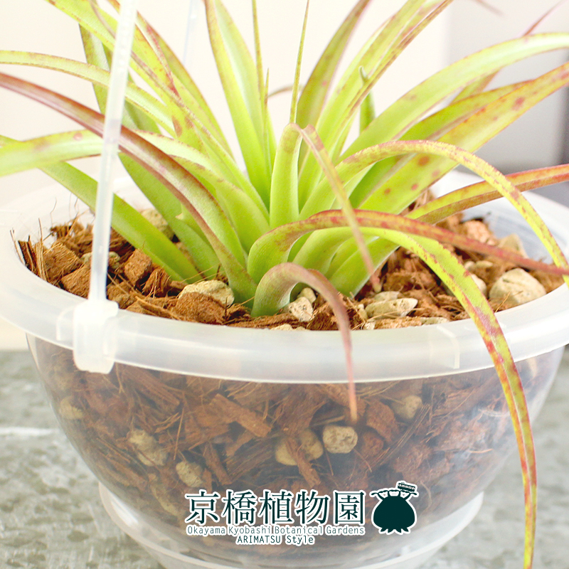 【現(xiàn)品】エアプランツ チランジア?カピタータ?レッド 5號 クリアポット 吊り下げ（2）Tillandsia capitata’Red’