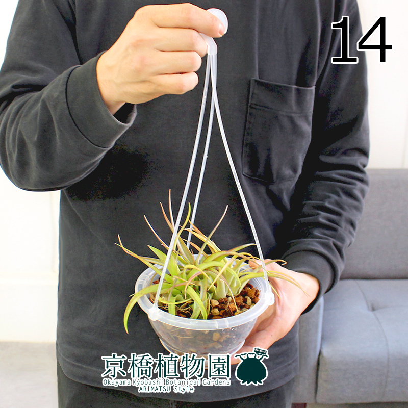 【現(xiàn)品】エアプランツ チランジア?カピタータ?レッド 5號(hào) クリアポット 吊り下げ（14）Tillandsia capitata’Red’