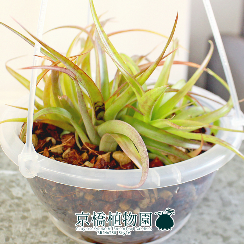 【現(xiàn)品】エアプランツ チランジア?カピタータ?レッド 5號(hào) クリアポット 吊り下げ（14）Tillandsia capitata’Red’