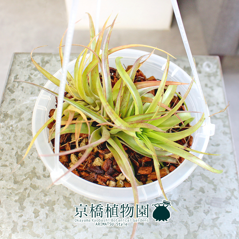 【現(xiàn)品】エアプランツ チランジア?カピタータ?レッド 5號(hào) クリアポット 吊り下げ（14）Tillandsia capitata’Red’