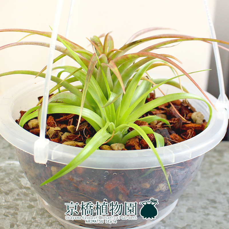 【現(xiàn)品】エアプランツ チランジア?カピタータ?レッド 5號 クリアポット 吊り下げ（11）Tillandsia capitata’Red’