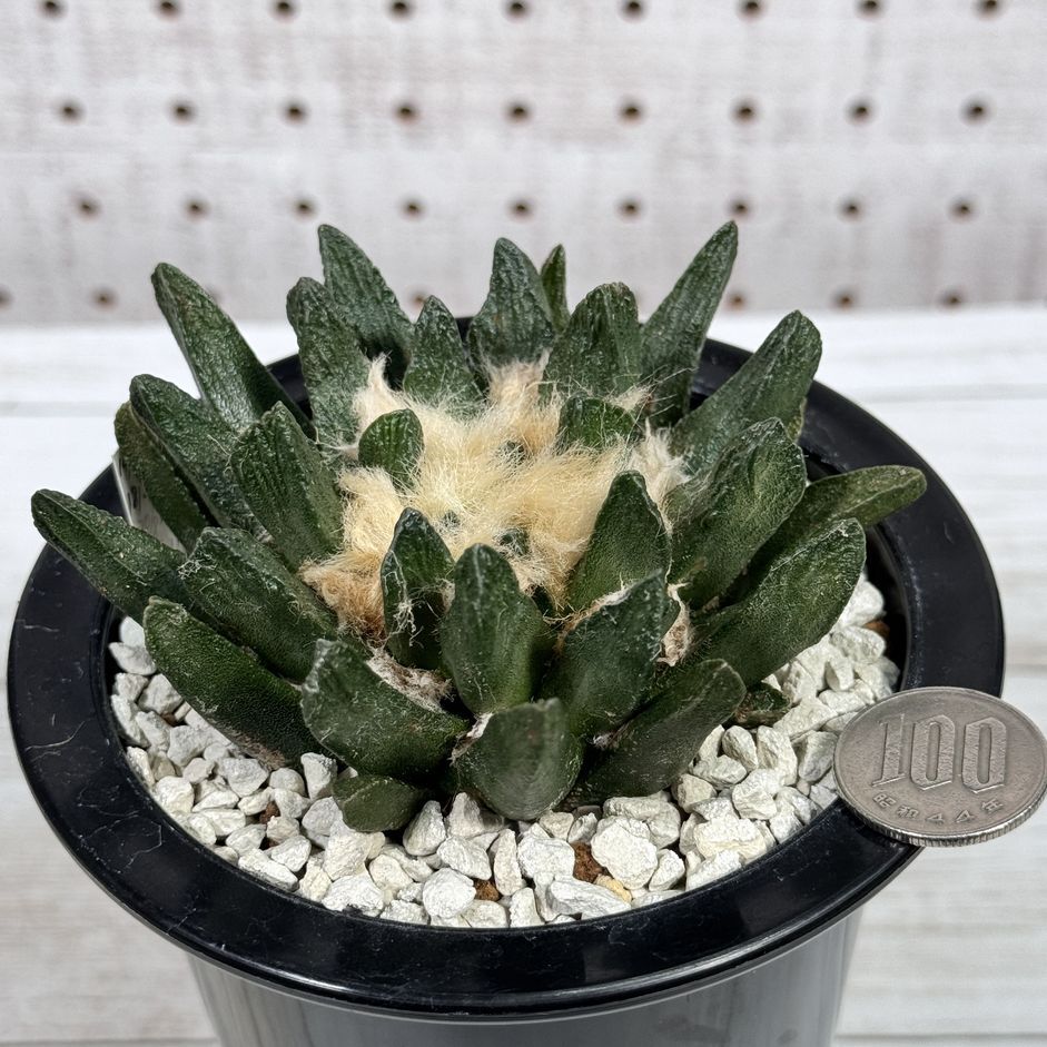 Aloe richardsiae v. setosa ES21625 タンザニア ルクワ州 Aloe richardsiae v. setosa ES21625 タンザニア ルクワ州
