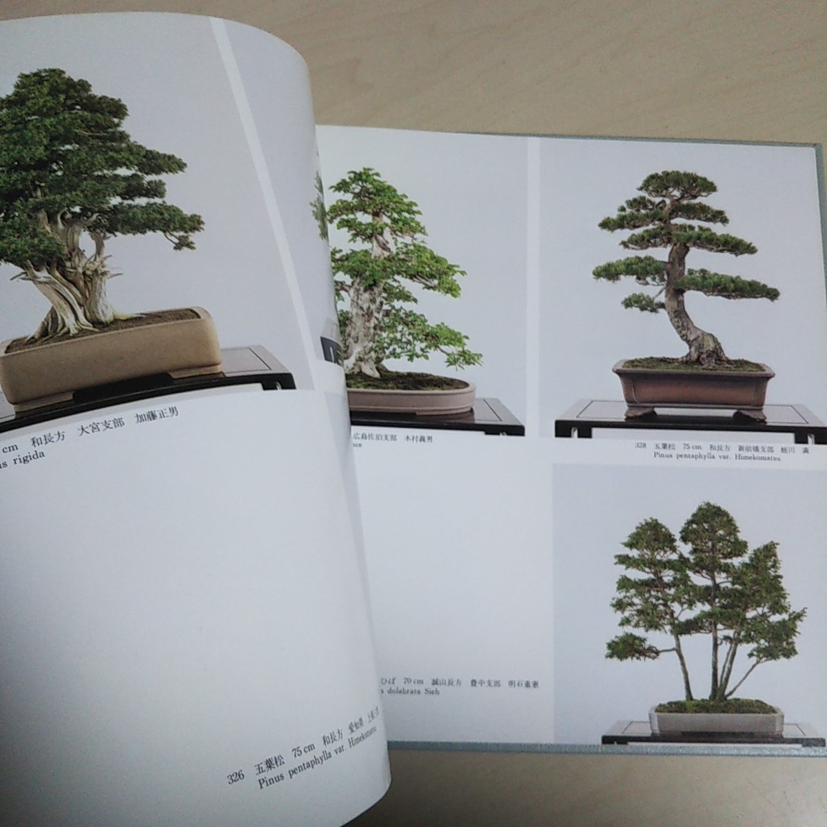  no. 5 times world. bonsai * suiseki st exhibition Japan bonsai association * pushed seal have photoalbum 1984 outer box have pine 