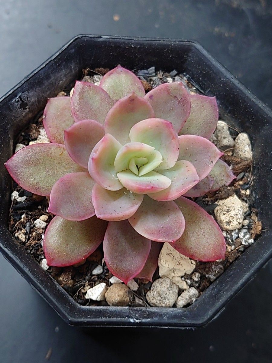 多肉植物 ピンクベラ錦|Yahoo!フリマ(旧PayPayフリマ) 多肉植物 ピンクベラ錦|Yahoo!フリマ(旧PayPayフリマ)