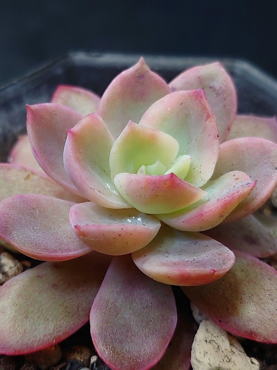多肉植物 ピンクベラ錦|Yahoo!フリマ(旧PayPayフリマ) 多肉植物 ピンクベラ錦|Yahoo!フリマ(旧PayPayフリマ)