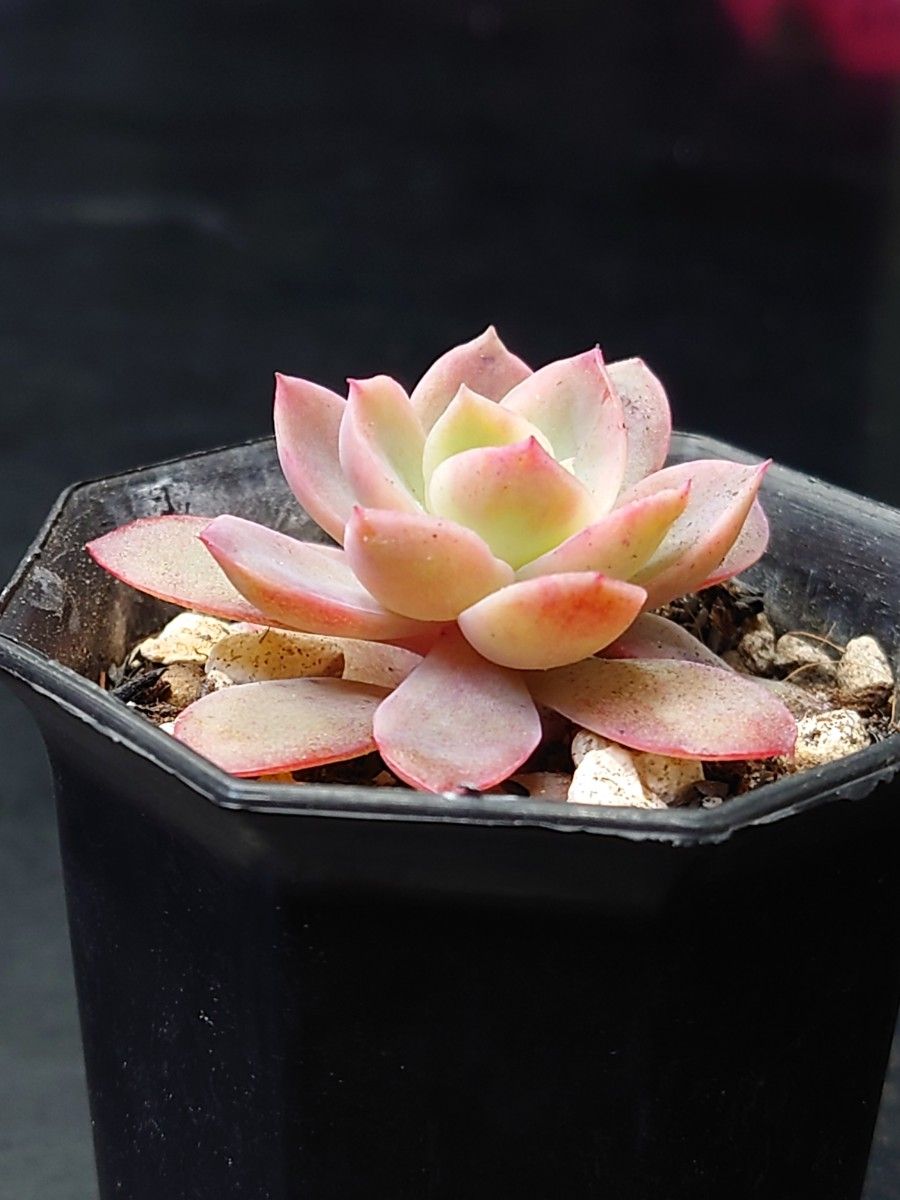 多肉植物 ピンクベラ錦|Yahoo!フリマ(旧PayPayフリマ) 多肉植物 ピンクベラ錦|Yahoo!フリマ(旧PayPayフリマ)