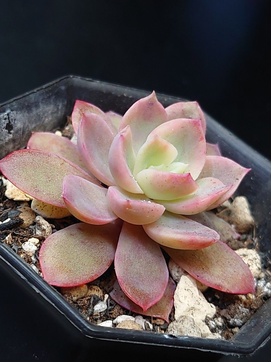 多肉植物 ピンクベラ錦|Yahoo!フリマ(旧PayPayフリマ) 多肉植物 ピンクベラ錦|Yahoo!フリマ(旧PayPayフリマ)