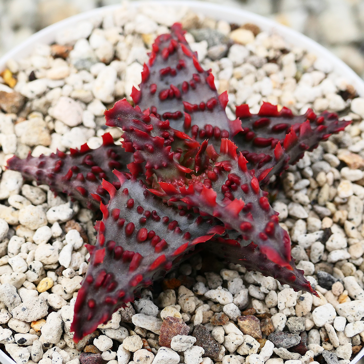 Aloe hybrid Glorious Dragon TCT アロエ ハイブリッド Aloe hybrid Glorious Dragon TCT アロエ ハイブリッド