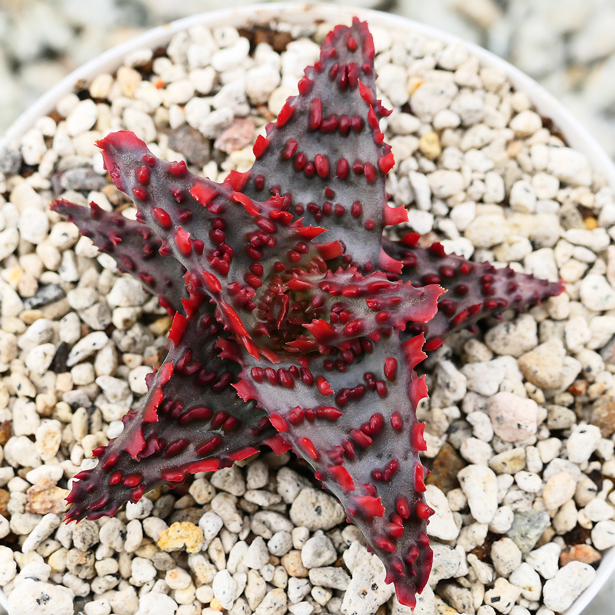 Aloe hybrid Glorious Dragon TCT アロエ ハイブリッド Aloe hybrid Glorious Dragon TCT アロエ ハイブリッド