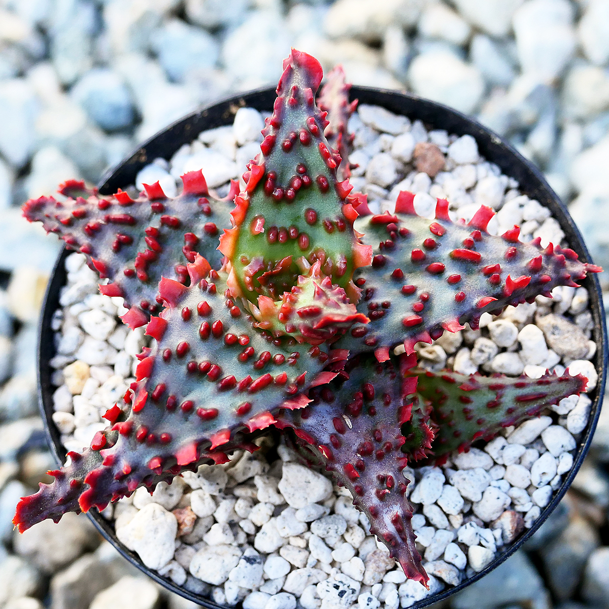 Bibian 比比昂- Aloe hybrid Glorious Dragon TCT アロエ Bibian 比比昂- Aloe hybrid Glorious Dragon TCT アロエ