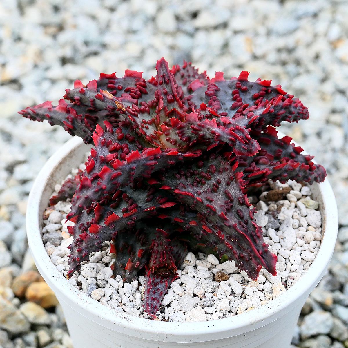 Yahoo!オークション - Aloe hybrid Glorious Dragon TCT アロエ Yahoo!オークション - Aloe hybrid Glorious Dragon TCT アロエ