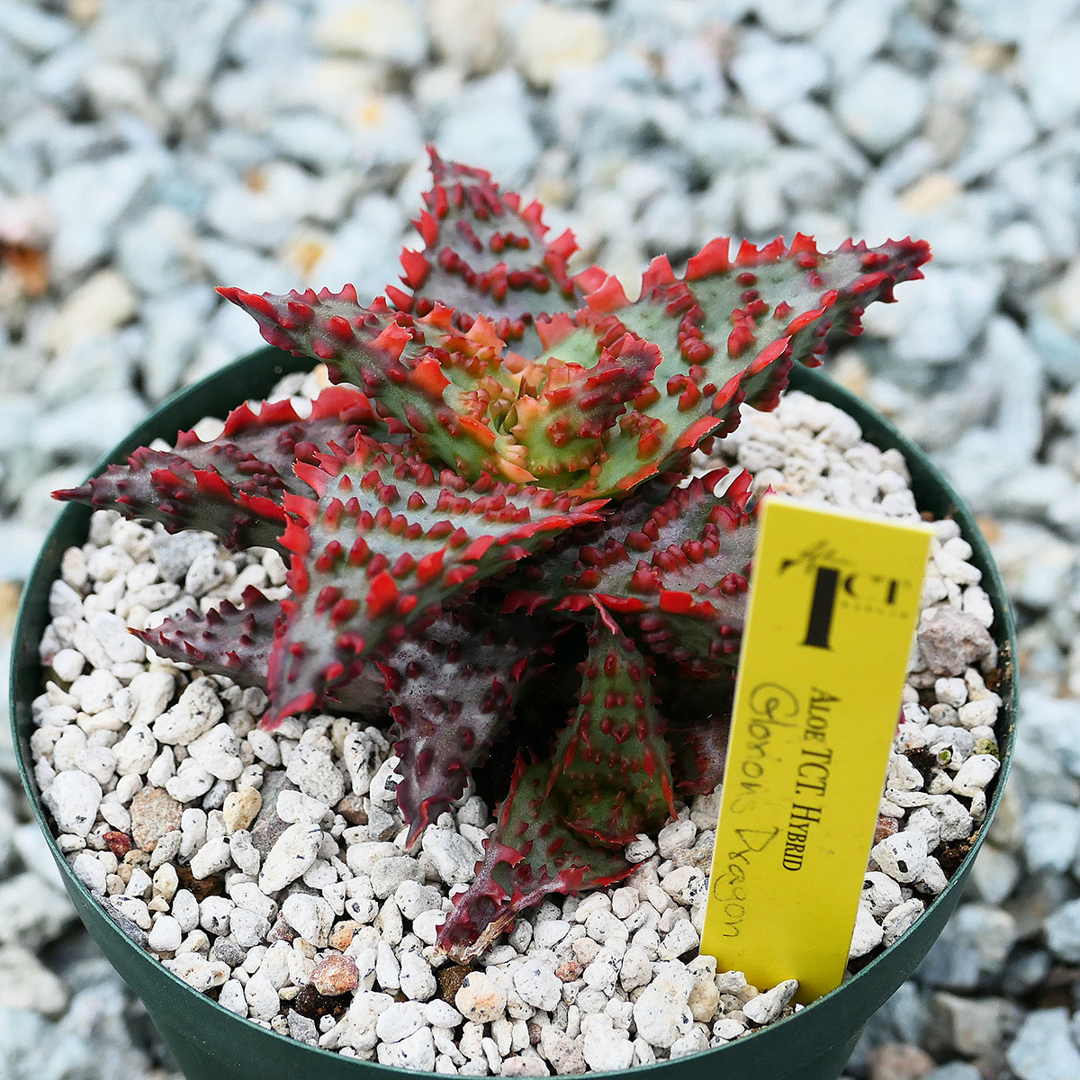 Yahoo!オークション - Aloe hybrid Glorious Dragon TCT アロエ Yahoo!オークション - Aloe hybrid Glorious Dragon TCT アロエ