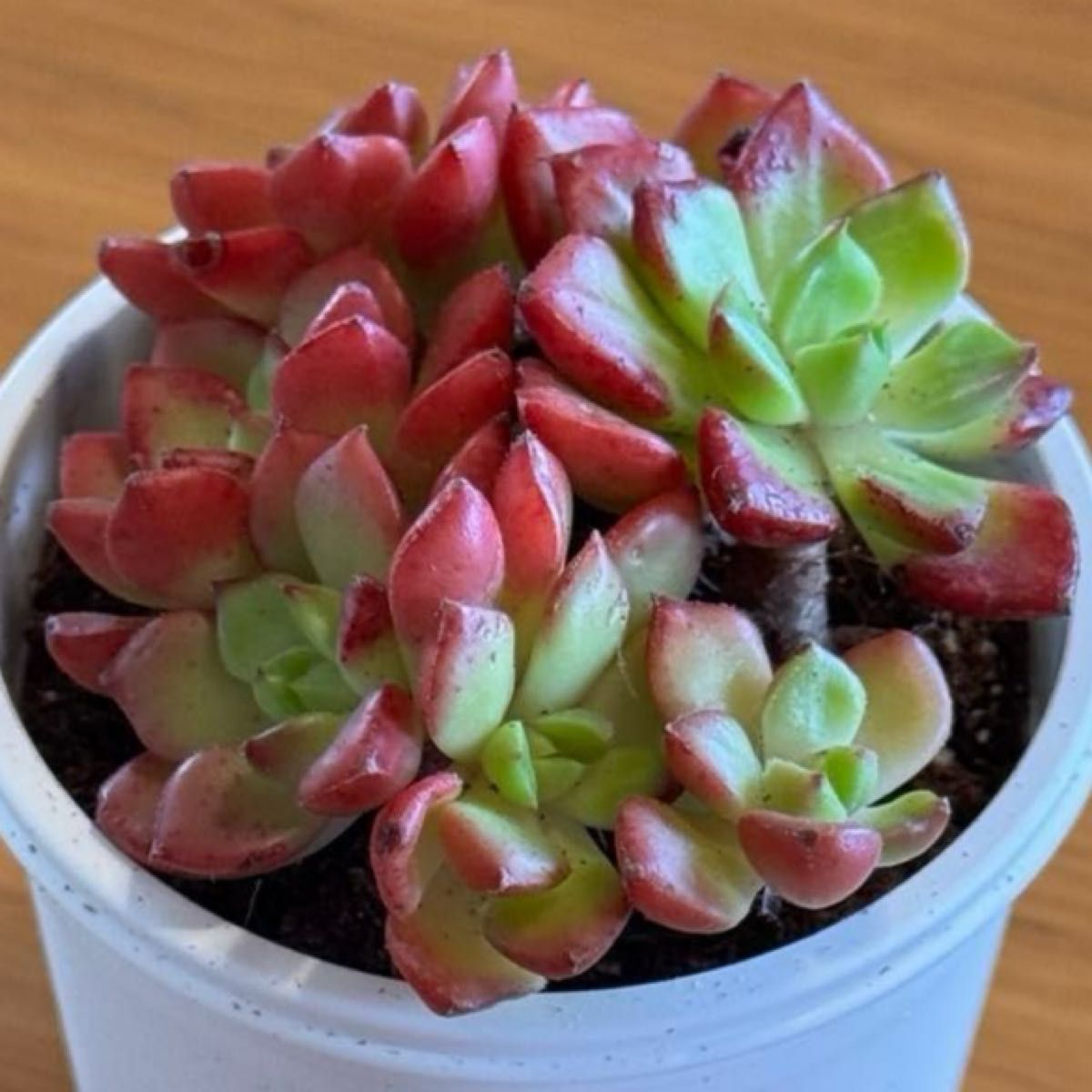 ティアローズ 多肉植物 カット苗 エケベリア レア種 韓国苗 美苗 ティアローズ 多肉植物 カット苗 エケベリア レア種 韓国苗 美苗