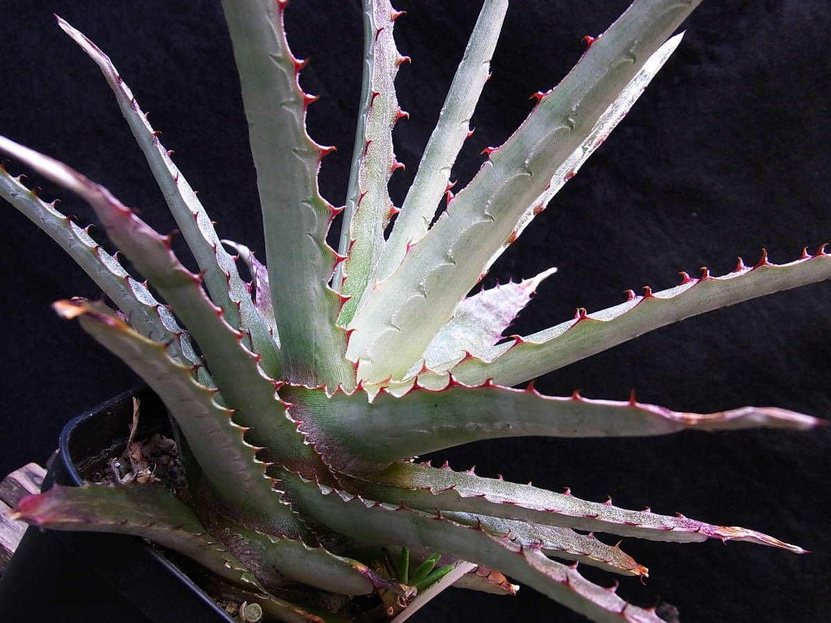 Hechtia oaxacana ヘクチア・オアハカーナ 種子 5粒|Yahoo Hechtia oaxacana ヘクチア・オアハカーナ 種子 5粒|Yahoo