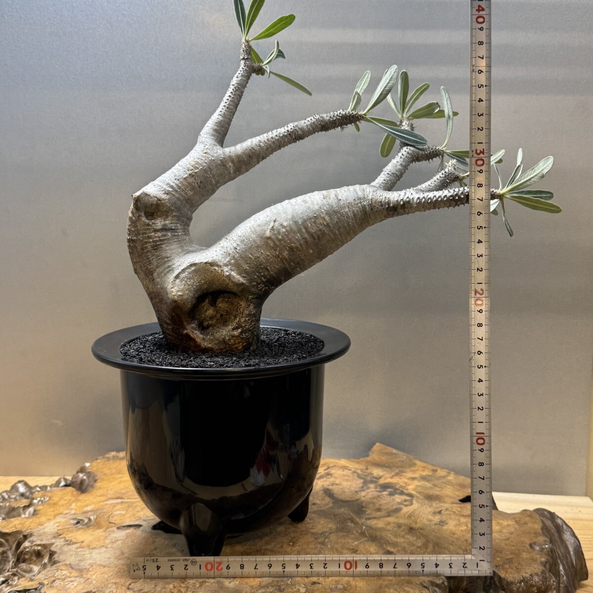 ナ8518 「塊根植物」パキポディウム イノピナツム 大 抜き苗【8 ナ8518 「塊根植物」パキポディウム イノピナツム 大 抜き苗【8