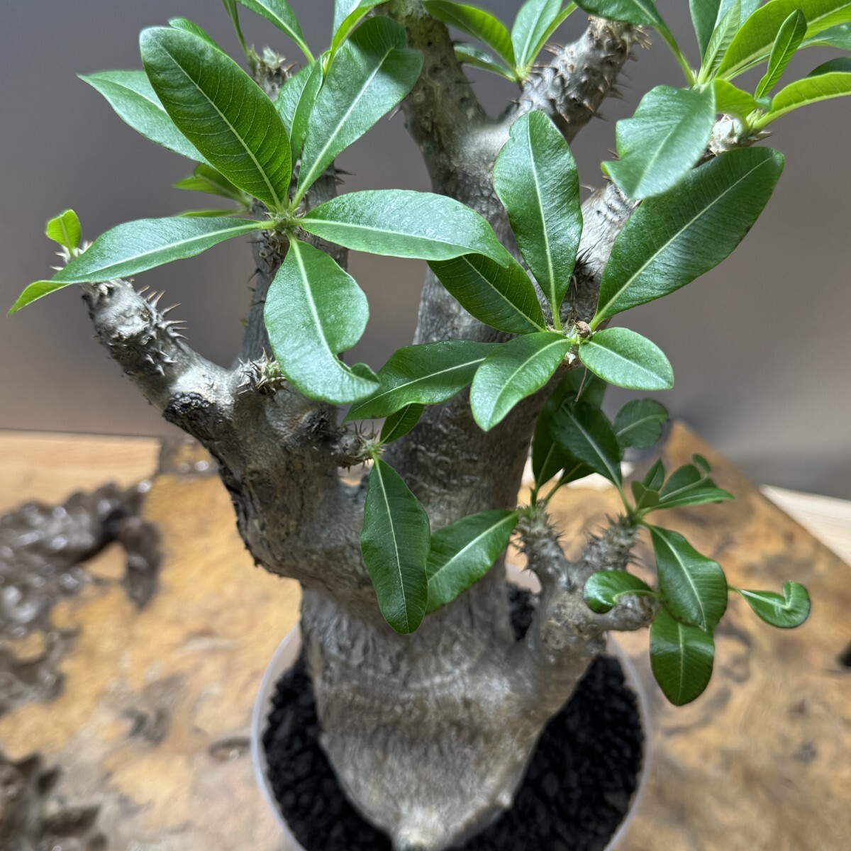 モ660 【塊根植物・現地株】パキポディウム イノピナツム L 特選 モ660 【塊根植物・現地株】パキポディウム イノピナツム L 特選