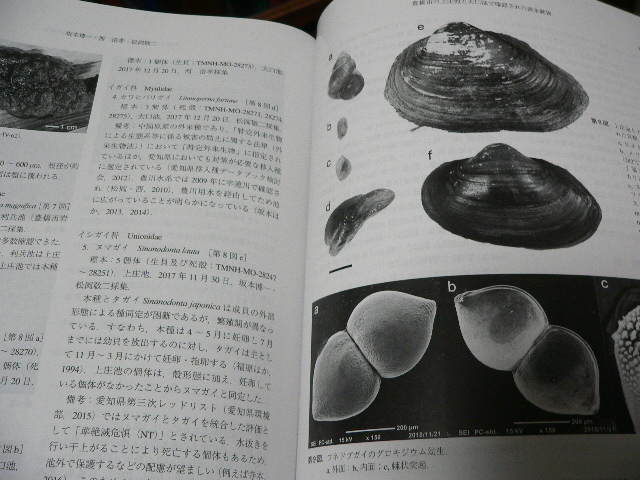 豊橋市自然史博物館研究報告29号 魚類 甲虫 貝類 淡水動物 カニ_画像4