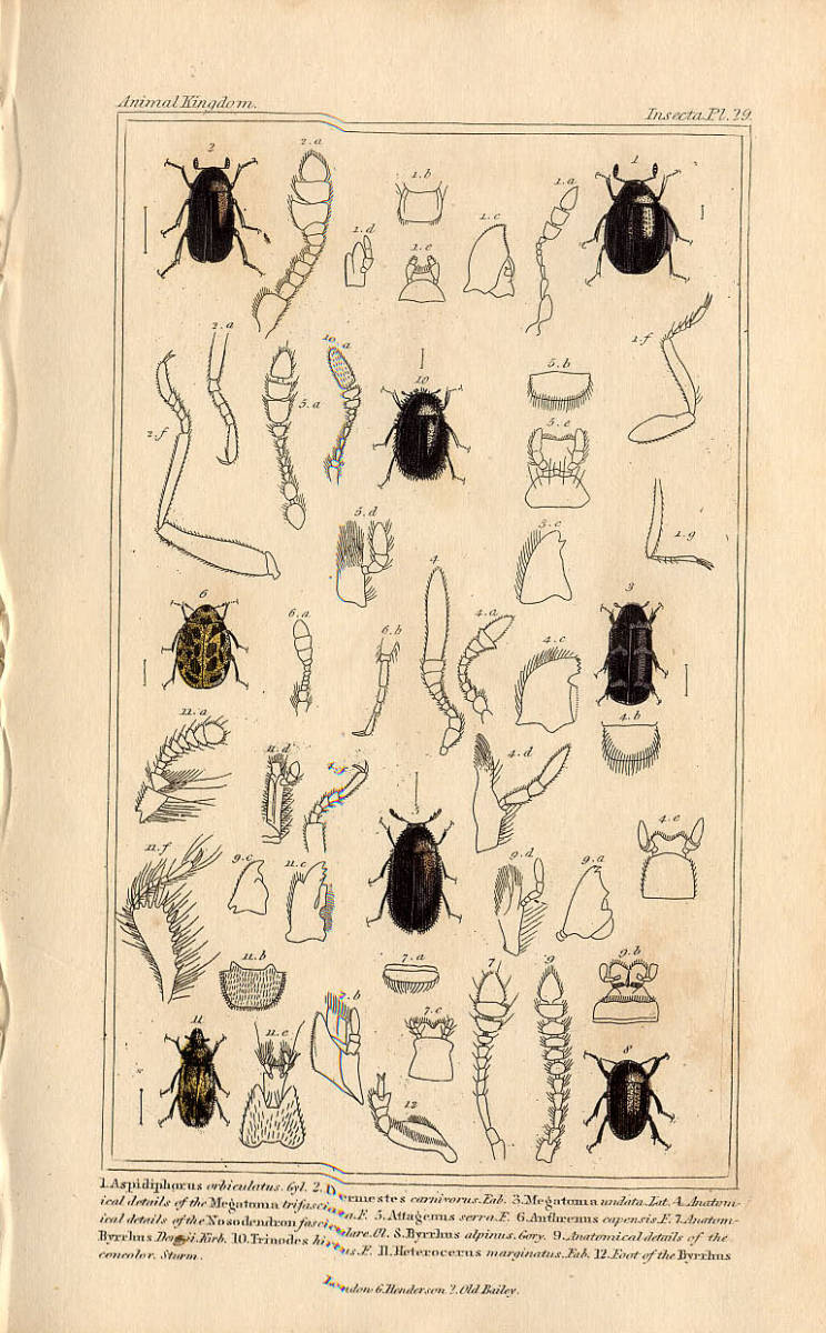 1837年 キュヴィエ 手彩色 鋼版画 マルヒメキノコムシの一種 ネアカカツオブシムシ ナガドロムシの一種 博物画_画像1