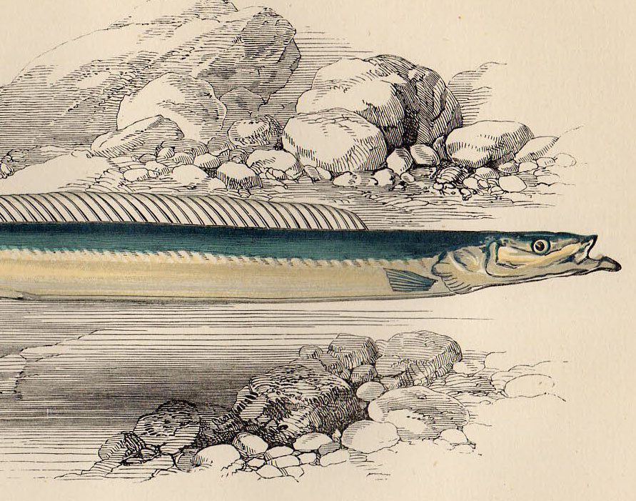 1877年 コーチ 英国の魚類史 多色石版画 イカナゴ科 チチュウカイイカナゴ SHORT-SNOUTED LAUNCE 博物画_画像2