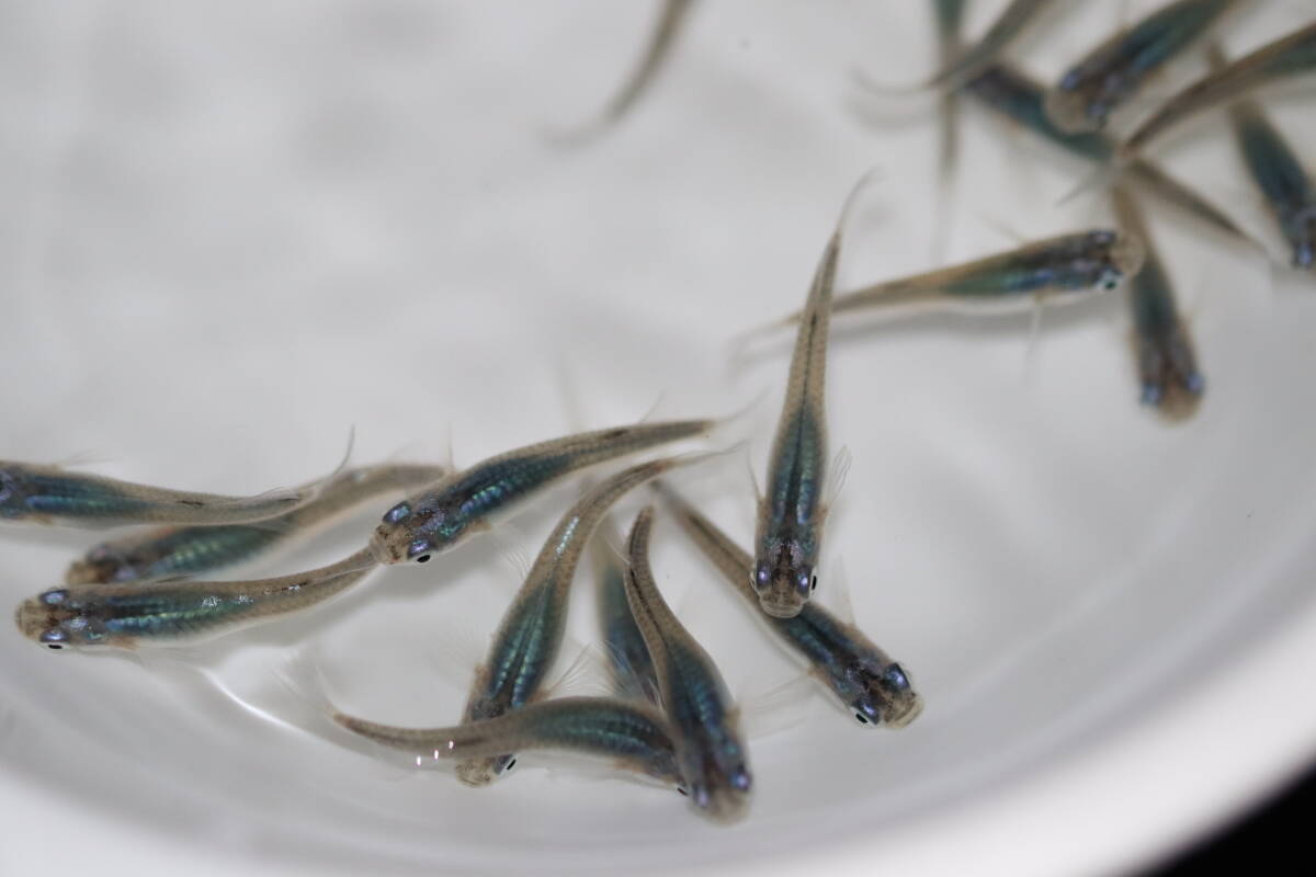 【遊楽園メダカ】現物出品　めだか　深海　３５匹　　　　　　　　