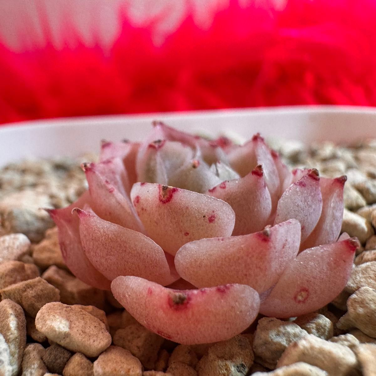 姫蓮 韓国苗 多肉植物 レア種 エケベリア 直輸入|Yahoo!フリマ 姫蓮 韓国苗 多肉植物 レア種 エケベリア 直輸入|Yahoo!フリマ