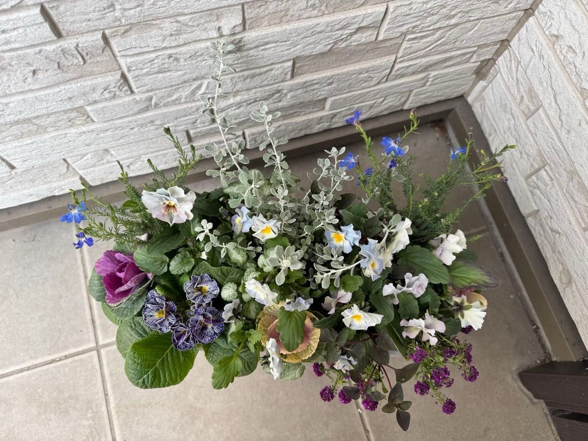お買い得 寄せ植え 花 季節の花のブリコラージュフラワー ブルー お買い得 寄せ植え 花 季節の花のブリコラージュフラワー ブルー