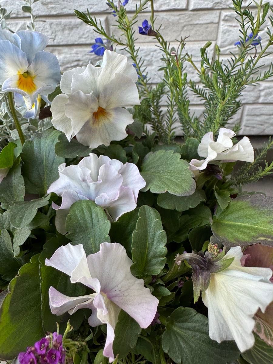 お買い得 寄せ植え 花 季節の花のブリコラージュフラワー ブルー お買い得 寄せ植え 花 季節の花のブリコラージュフラワー ブルー