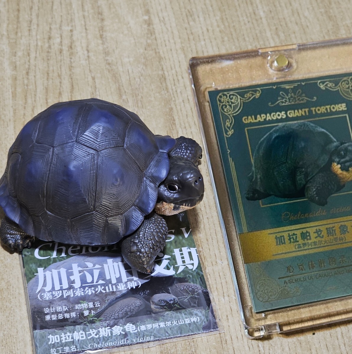 動物の惑星 ガラパゴスゾウガメ(セロアスール亜種) +BOX封入 動物の惑星 ガラパゴスゾウガメ(セロアスール亜種) +BOX封入