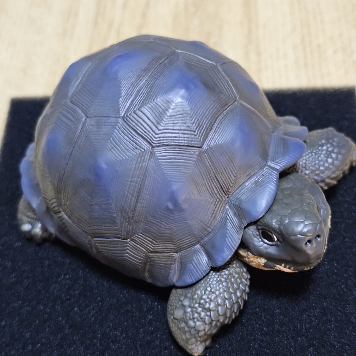 動物の惑星 ガラパゴスゾウガメ(セロアスール亜種) +BOX封入 動物の惑星 ガラパゴスゾウガメ(セロアスール亜種) +BOX封入