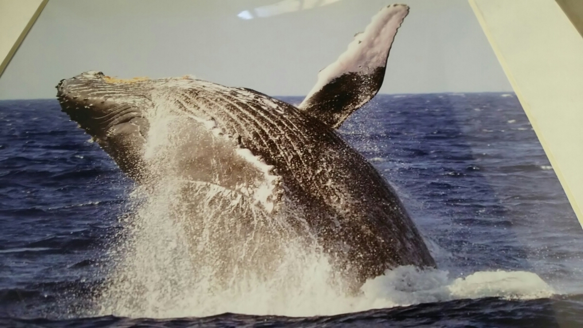 即決 Jason O'Rourke photgraphy 鯨 クジラ 海 アメリカ 写真家 マットプリント_画像3