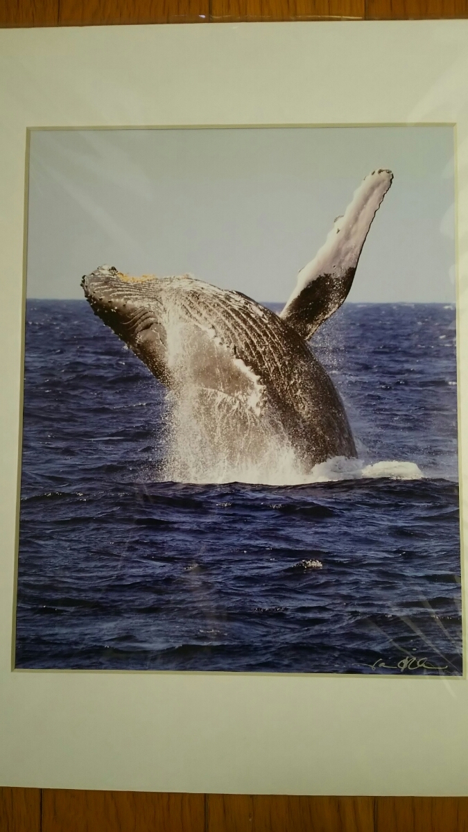 即決 Jason O'Rourke photgraphy 鯨 クジラ 海 アメリカ 写真家 マットプリント_画像2