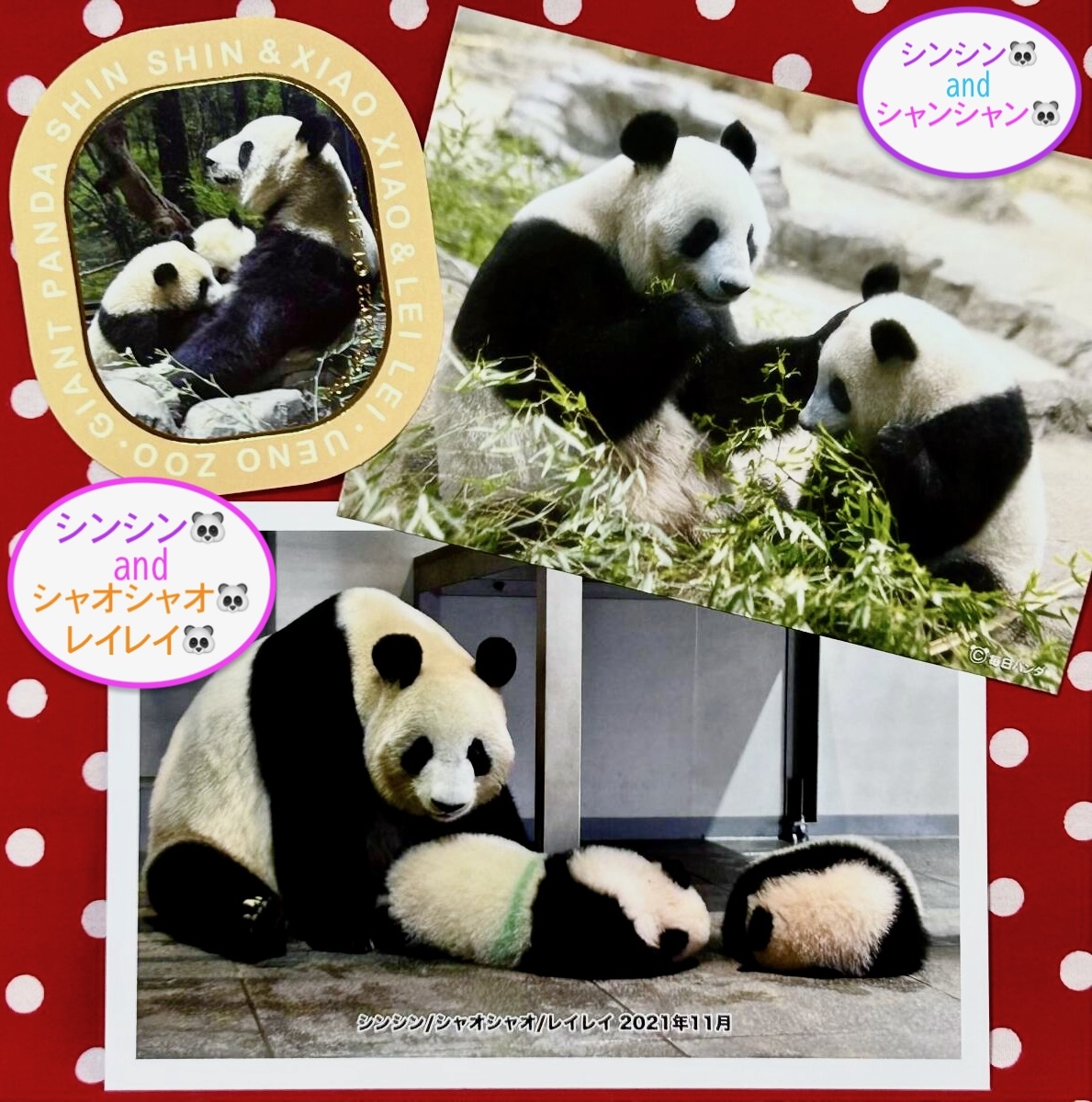【シンシン 真真 ポストカード】上野動物園 公式オンラインショップ受注販売品&ステッカー&毎日パンダブロマイド①　リーリー シャンシャン