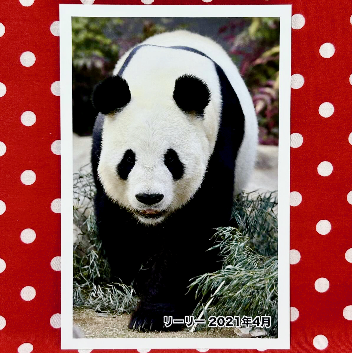 【リーリー 力力 ポストカード】上野動物園 公式オンラインショップ受注販売品&ステッカー&毎日パンダブロマイド② シンシン シャンシャン_画像2