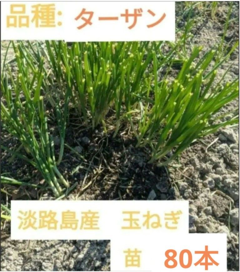 農家直送　淡路島産　玉ねぎ　ターザン　苗　80本