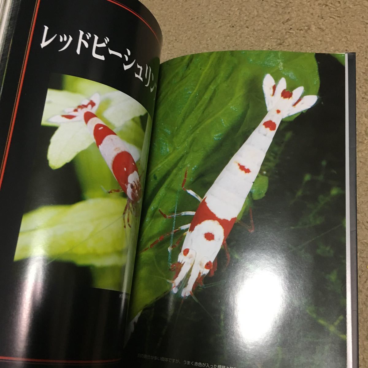 *книга@ растения [ аквариум серии The Red Bee Shrimp веселый разведение . размножение technique ] водоросли тропическая рыба разведение креветка море ...