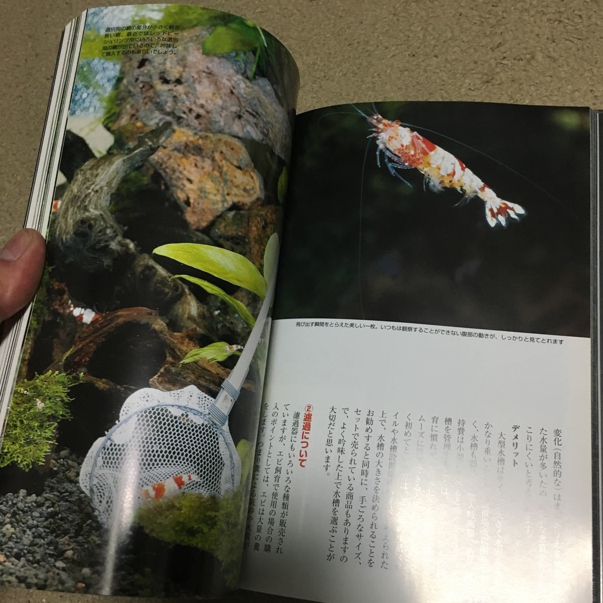 *book@ plant [ aquarium series The Red Bee Shrimp happy breeding . breeding technique ] water plants tropical fish breeding shrimp sea ...