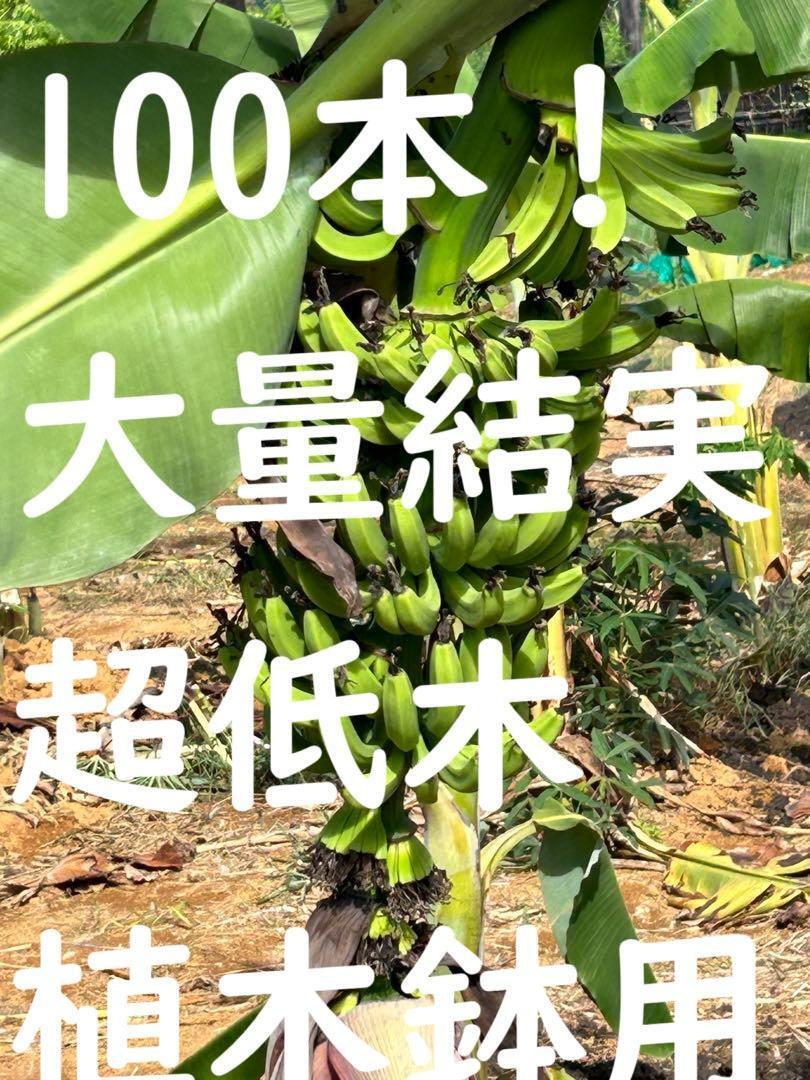 超低木 スーパードワーフ・台湾バナナ モンスター苗 80㎝ 植木鉢 超低木 スーパードワーフ・台湾バナナ モンスター苗 80㎝ 植木鉢