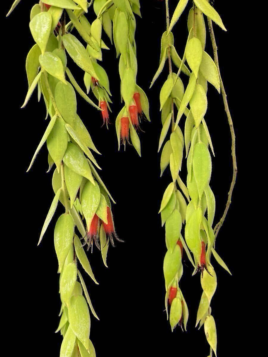 希少着生ツツジ Ceratostema louicianae Ecuador Bibian 比比昂- Ceratostema louicianae Ecuador 南米着生ツツジ