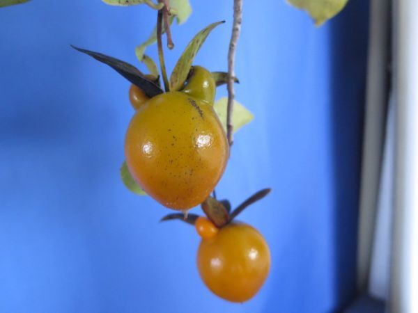  low ya persimmon *..( regular tree ).. persimmon *.. persimmon * low yagaki four kind mail shipping 