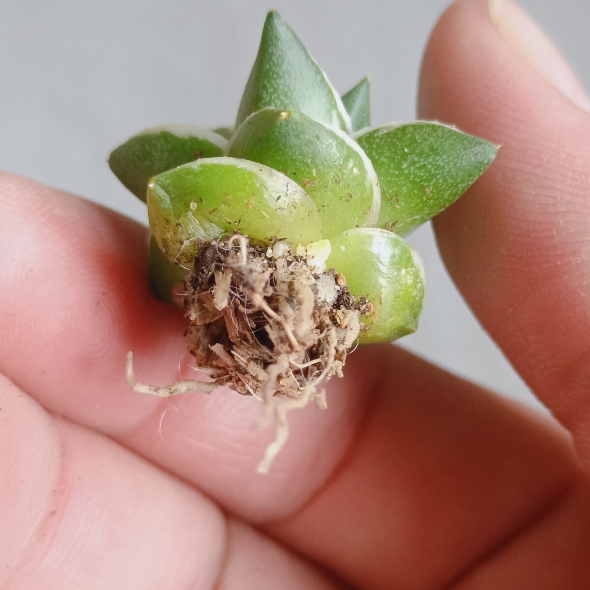 A-193 多肉植物 アガベ ピンキー 王妃笹の雪A型 白覆輪斑 精選極 A-193 多肉植物 アガベ ピンキー 王妃笹の雪A型 白覆輪斑 精選極