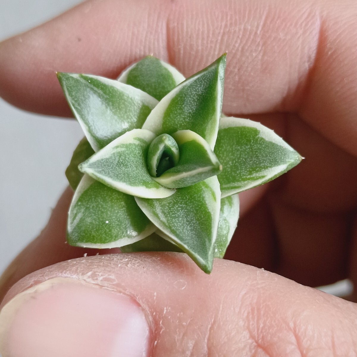 A-193 多肉植物 アガベ ピンキー 王妃笹の雪A型 白覆輪斑 精選極 A-193 多肉植物 アガベ ピンキー 王妃笹の雪A型 白覆輪斑 精選極